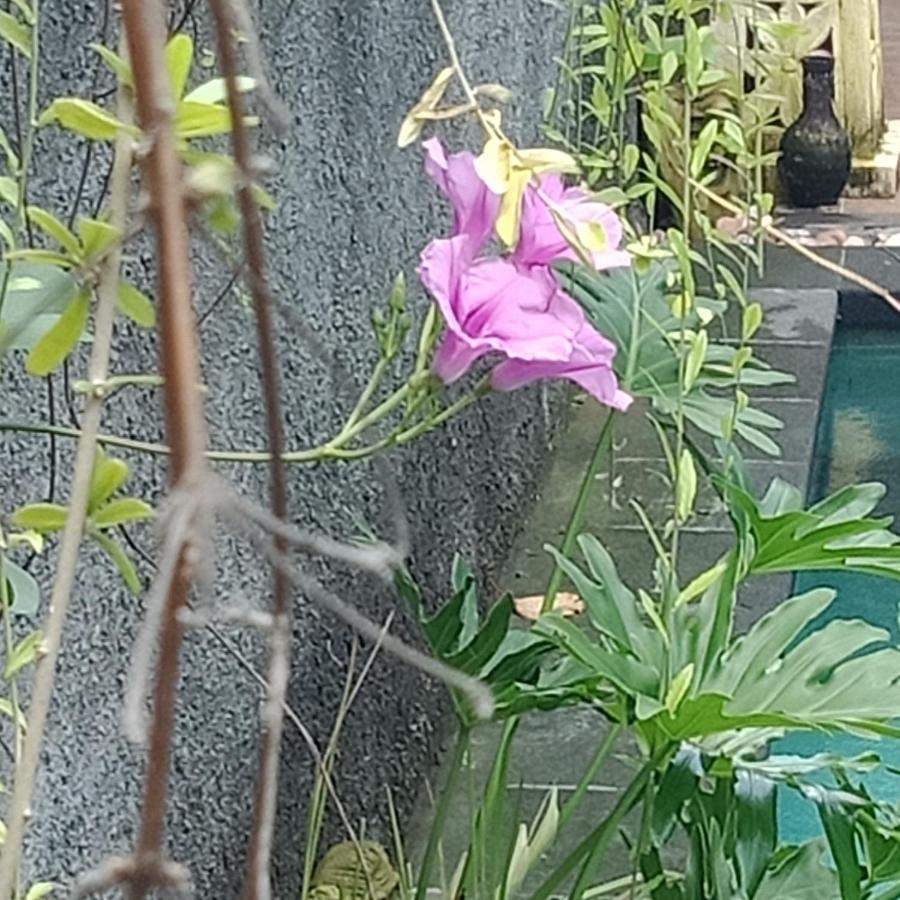 D'Puja Home Stay And Spa Nusa Dua  Exterior foto